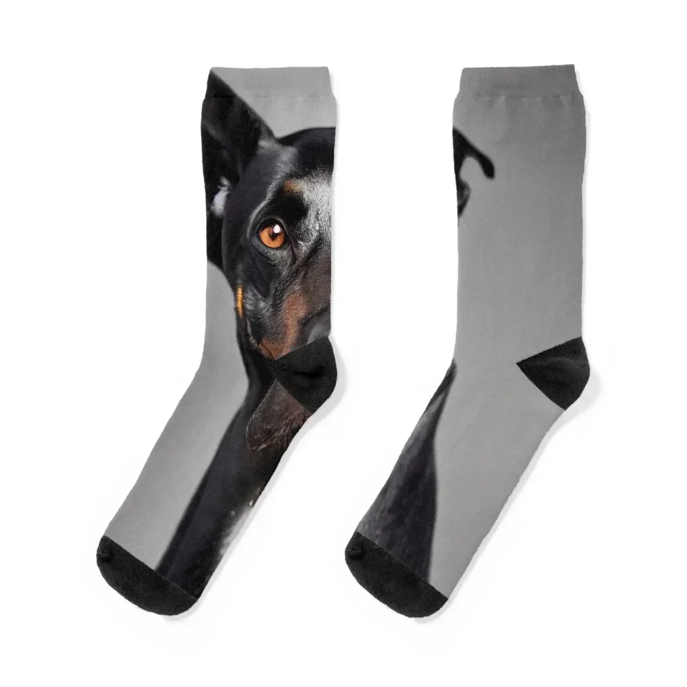 Noble Protector, dobermann portrait Socks halloween loose anti slip football Stockings Mens Socks Women's