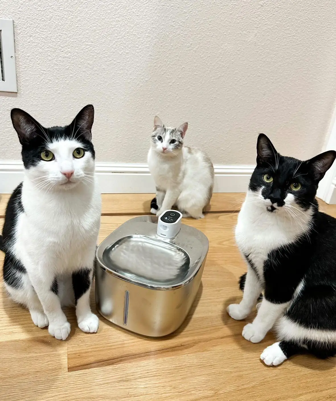 APETDOLA 4L Wireless Cat Water Fountain Auto Sensor Drinking Fountain For Cats Dog Drinker Pet Water Dispenser Accessories