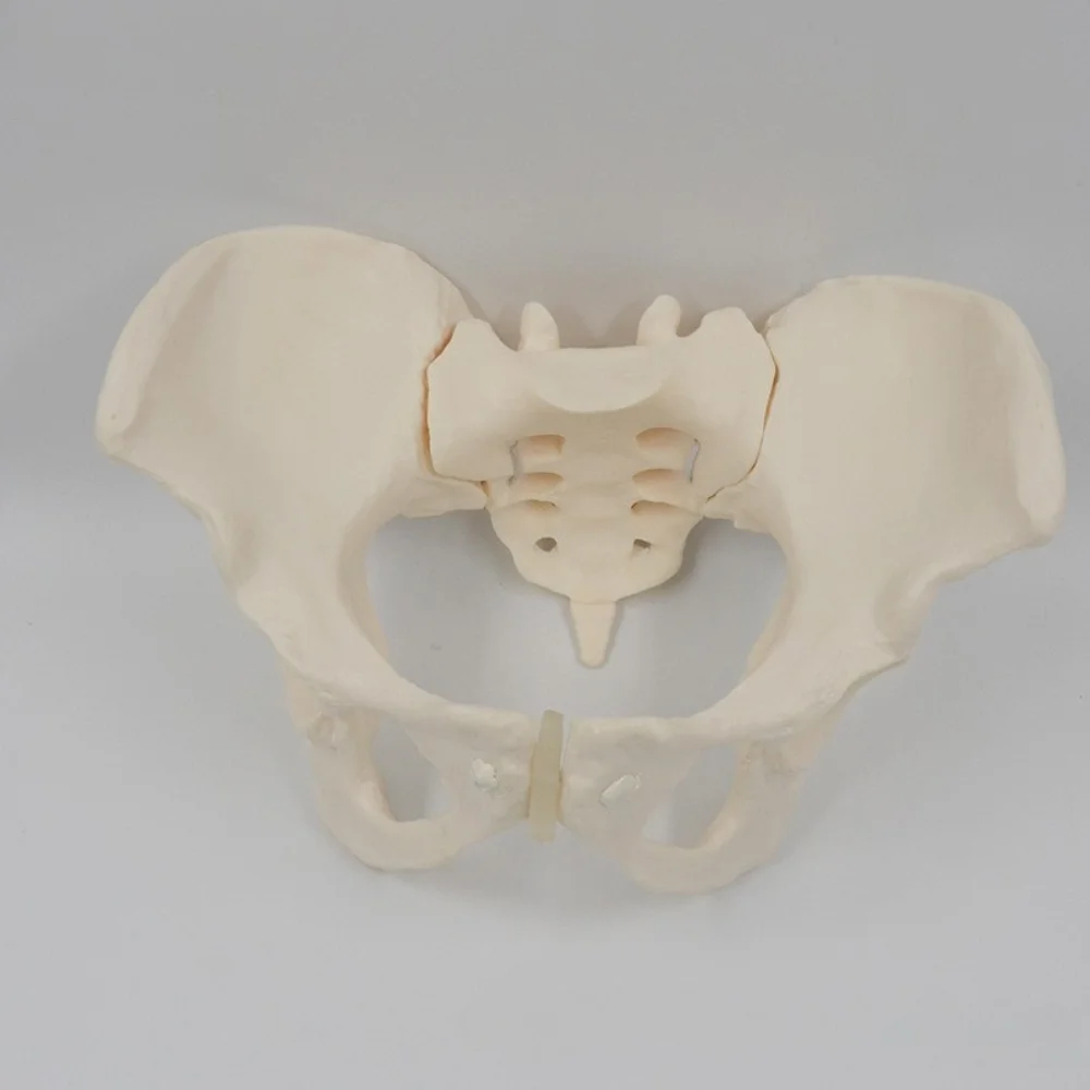 

Life Size Movable Pelvis Model Sacrum Hip Bone Female Flexible Pelvis Anatomy Simulator Medical Supplies Educational Teaching Ai