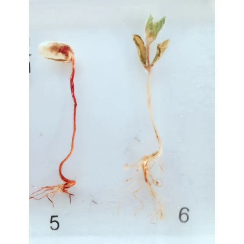 Resin Plant Growth History Specimens Corn Peanut Bean Wheat Rice Germination Process Model Biology Botany Teaching Aids