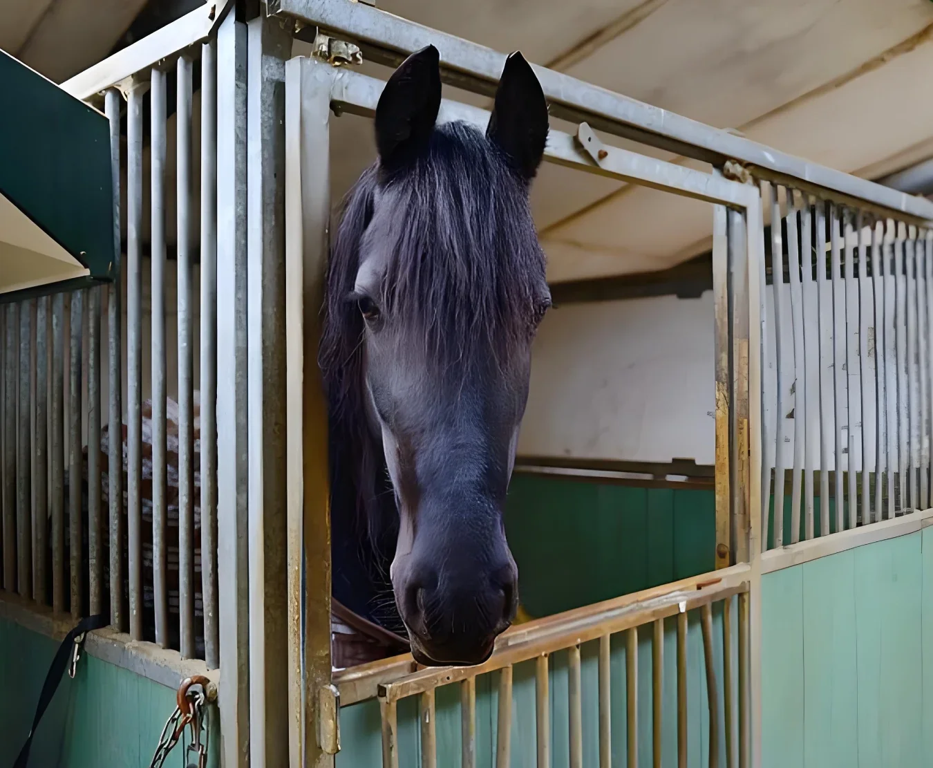 Casa de cavalo com estrutura de madeira e aço de bambu de melhor qualidade na China com relatório de inspeção de qualidade pátio de um cavalo