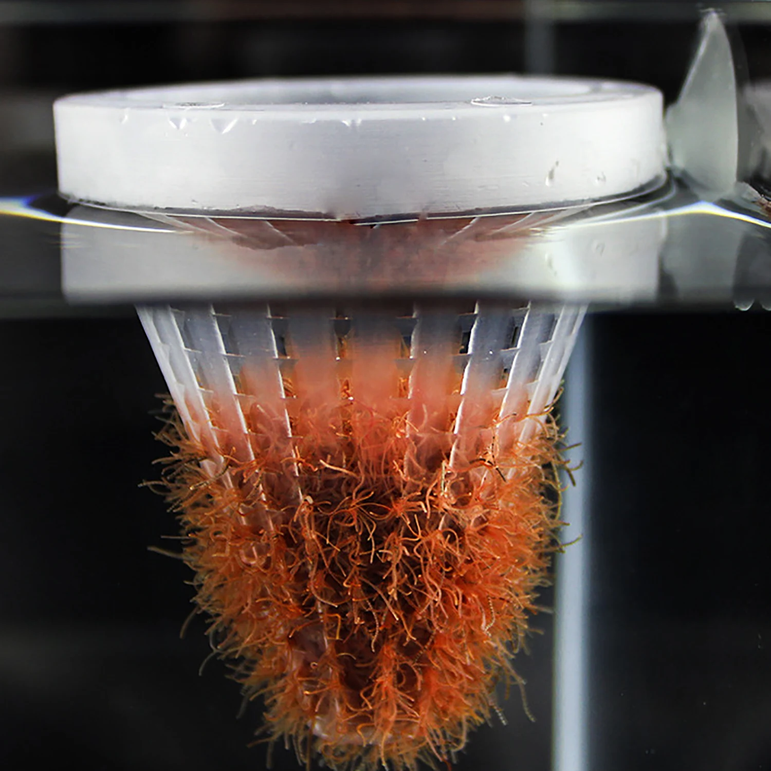 Aquarium Red Worm Feeding Feeder With Suction Cup Fish Tank Cone Shrimp Earthworms Live Food Tapered Hopper Plastic Basket