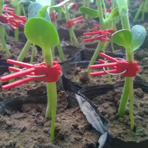 정원 이식 클립 플라스틱 식물 지원 클립 식물을위한 Anti-fallClamps 포도 나무 온실 야채 토마토 수박 M20