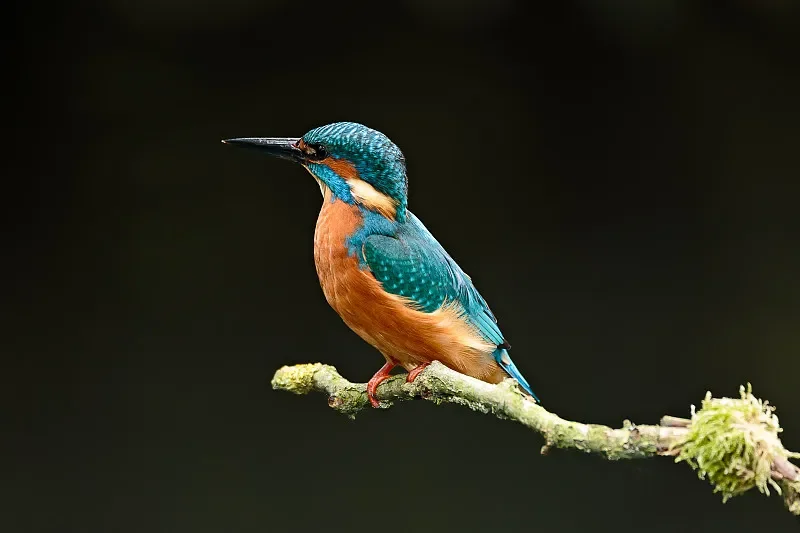 

LDRC LD1803 NXS 1/18 RTR RC Drift Car - 2.4G 2WD w/ESP Gyro, LED Lights & Full Proportional Control