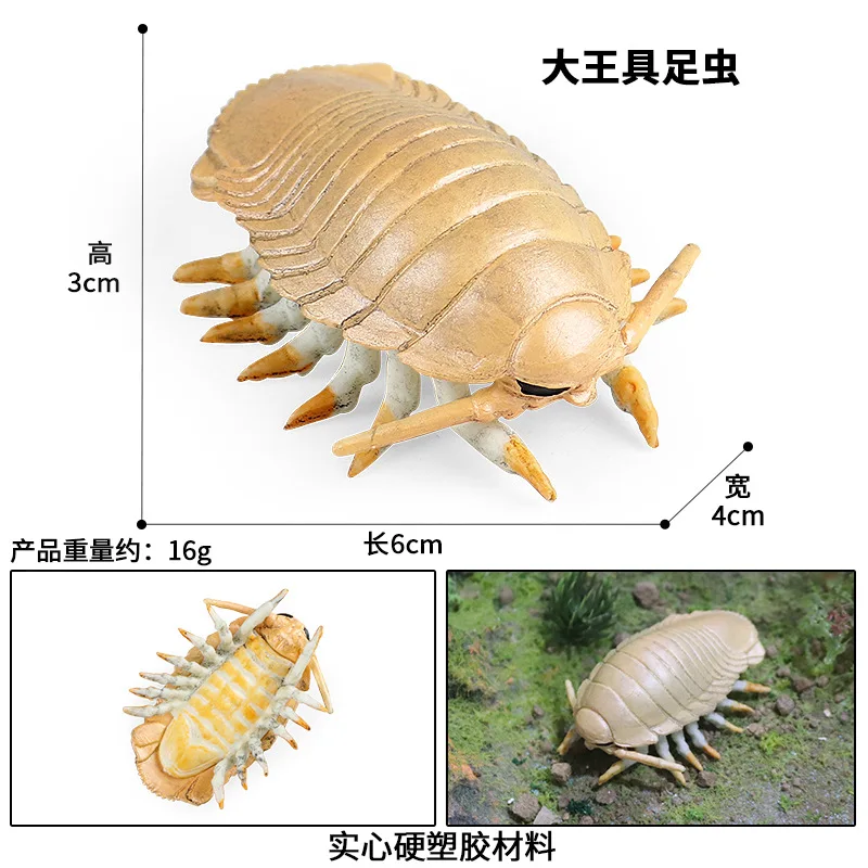 42 نوعًا من شخصيات حيوانات المحيط نوتيلوس أنومالوكارس تماثيل الحياة البحرية القديمة التعليمية ثلاثية الأبعاد هدية للأطفال #6