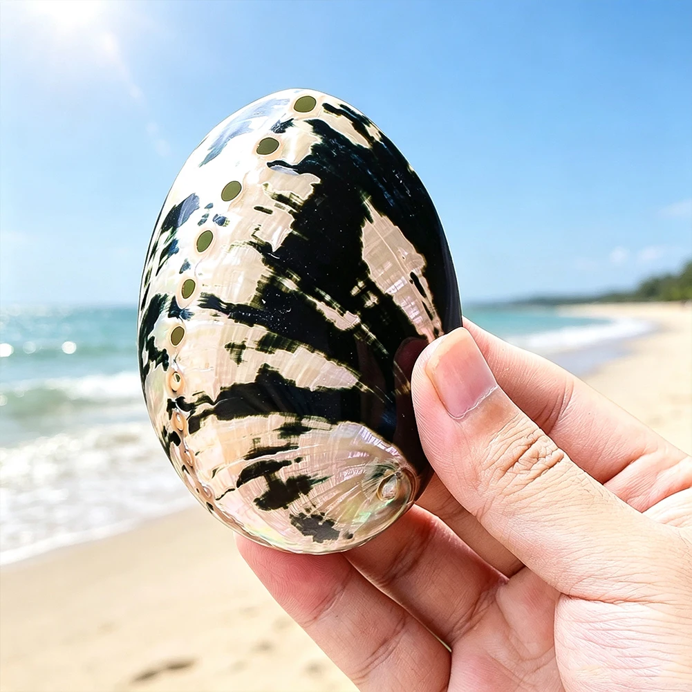 Black Abalone Shell Jewelry Display Tray Coastal Home Decor Incense Burner Ash Catcher Boho Style Craft Ornament Trinket