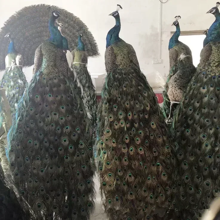 Лидер продаж, ручная работа, индивидуальный размер, настоящее как животное, имитация павлина, свадебное украшение, ремесла, садовая уличная фигурка, павлин