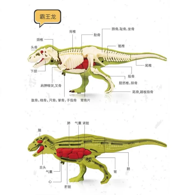 DIY zmontowane anatomiczne dinozaury zabawki dla dzieci montaż dla dzieci zwierząt kolekcjonerska zabawka dinozaura Model naukowy zestaw edukacyjny