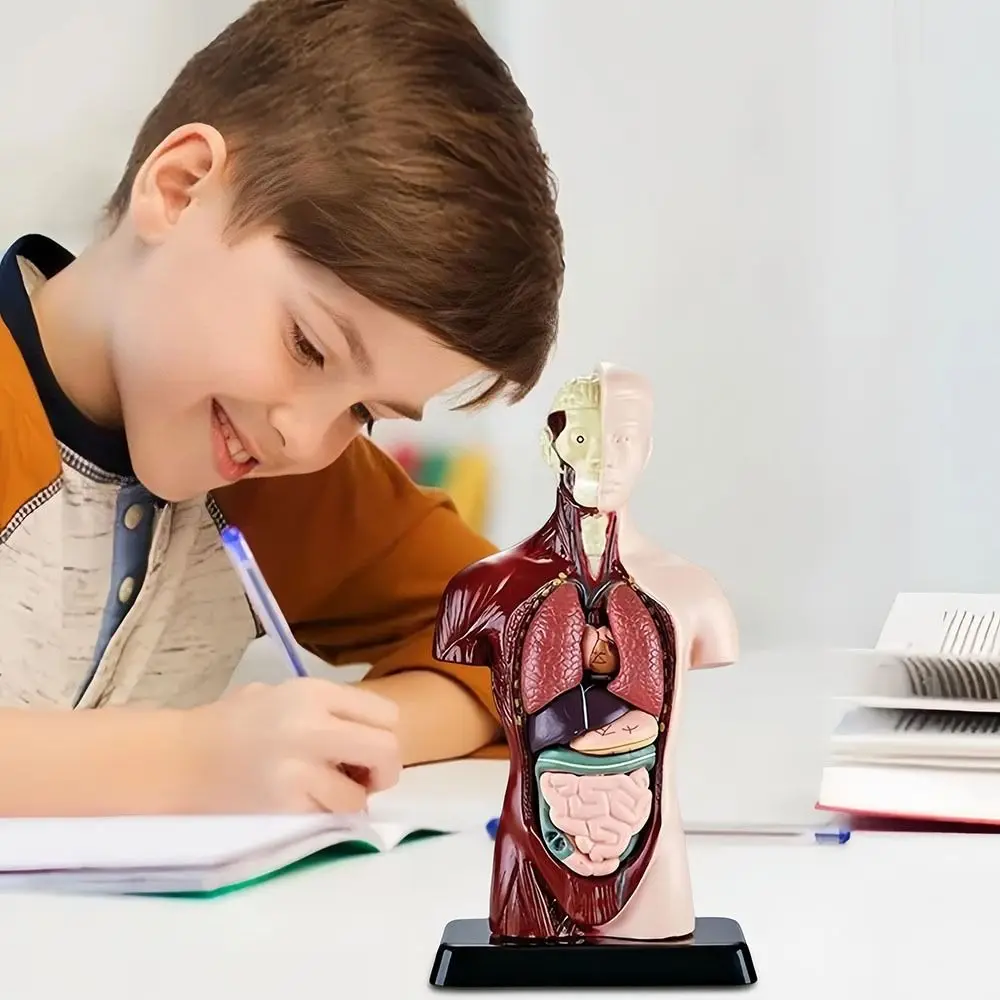 Kunststoff Menschlicher Torso Anatomie Modell DIY Mannequin Bau Menschlicher Körper Pädagogische Prop Montessori 3D Skelett Modell