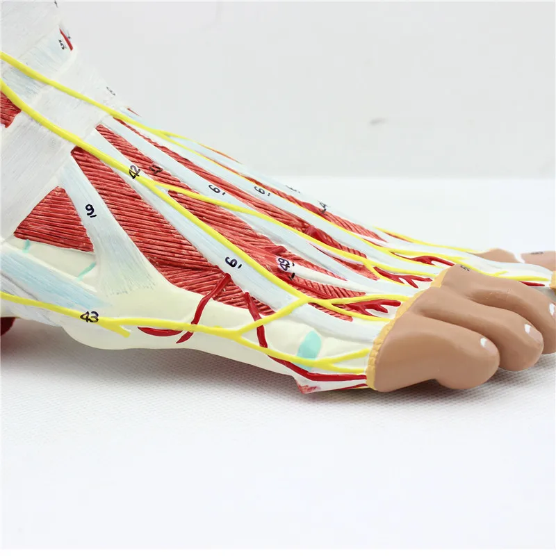 9 Parts 1:1 life size Human Foot Anatomical Model 81 Digital Signs  Text Descriptions Bones Muscle Ligament Nerve Blood Vessels