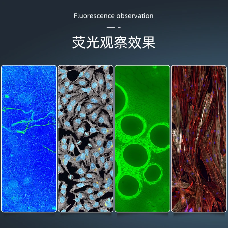 Scientific research grade high definition trinocular infinity inverted LED fluorescence phase contrast microscope 3-band special