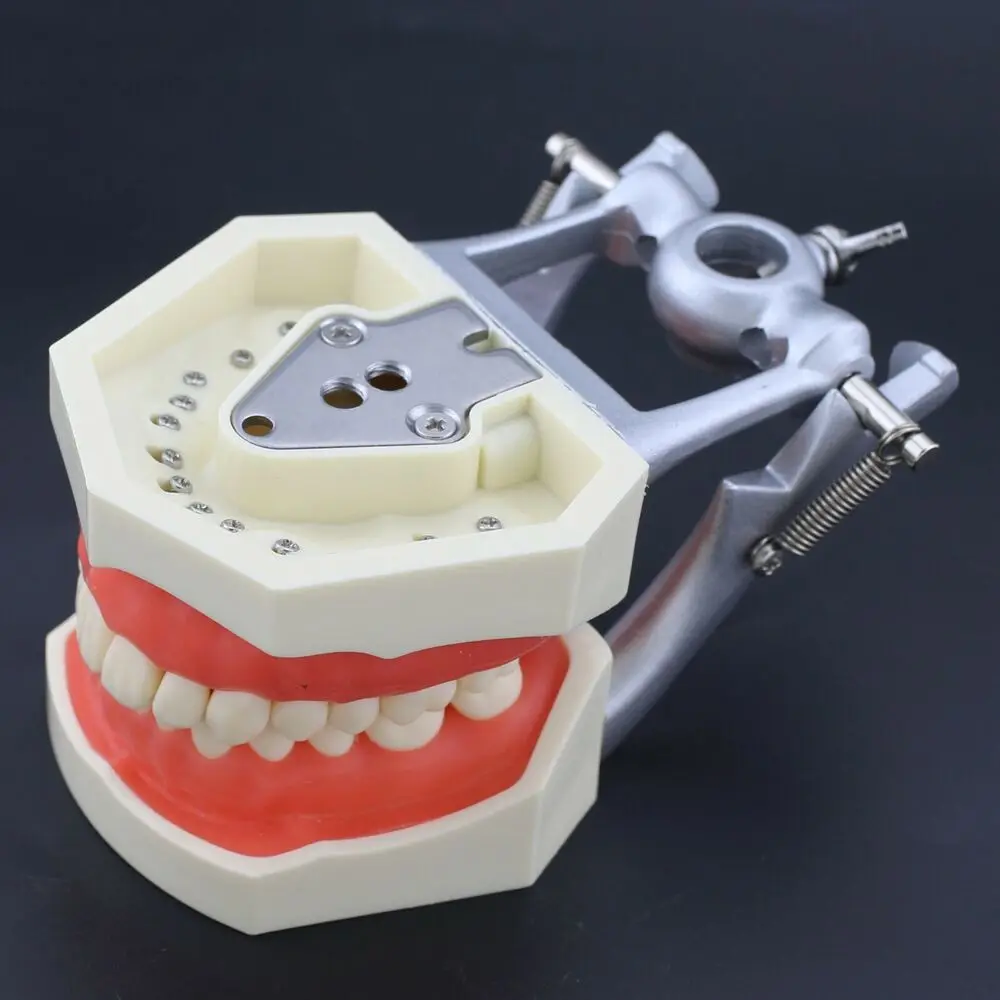 Dental Typodont Model with Removable Teeth Training 28/32 Teeth Fit Kilgore Columbia Frasaco NISSIN