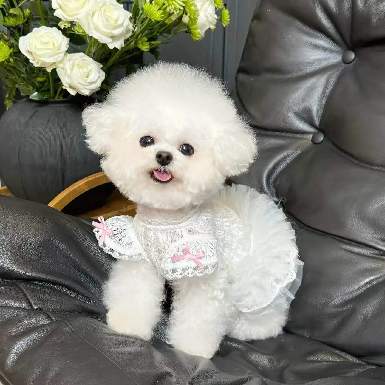 2026 Princess Style Pet Dress Cat and Dog Summer Clothes Lace Teddy Pullover Sweeter Bichon Skirt Dog Stuff