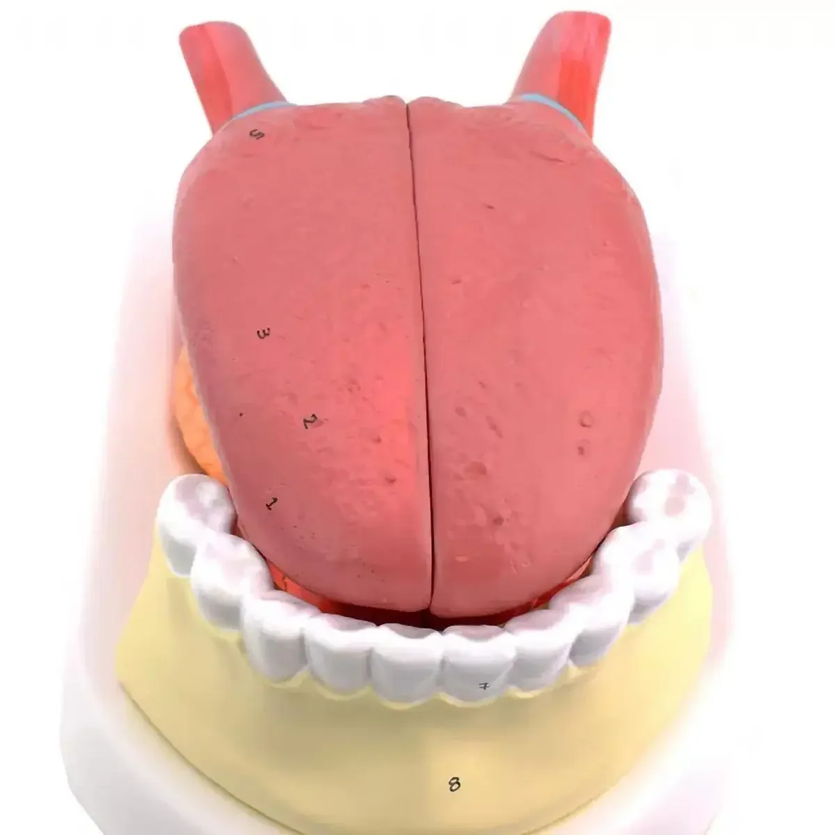 PVC Human 4 Parts 2.5x Larger Tongue with Teeth Model Medical Anatomical Models Teaching