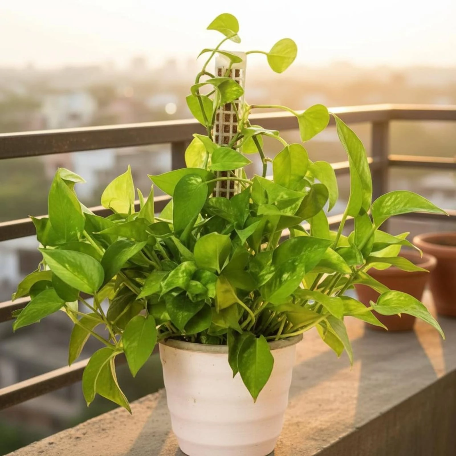 Stackable Plant Pole Hollow Sphagnum Plant Pole Perforated Plant Support Tube Sturdy Adjustable