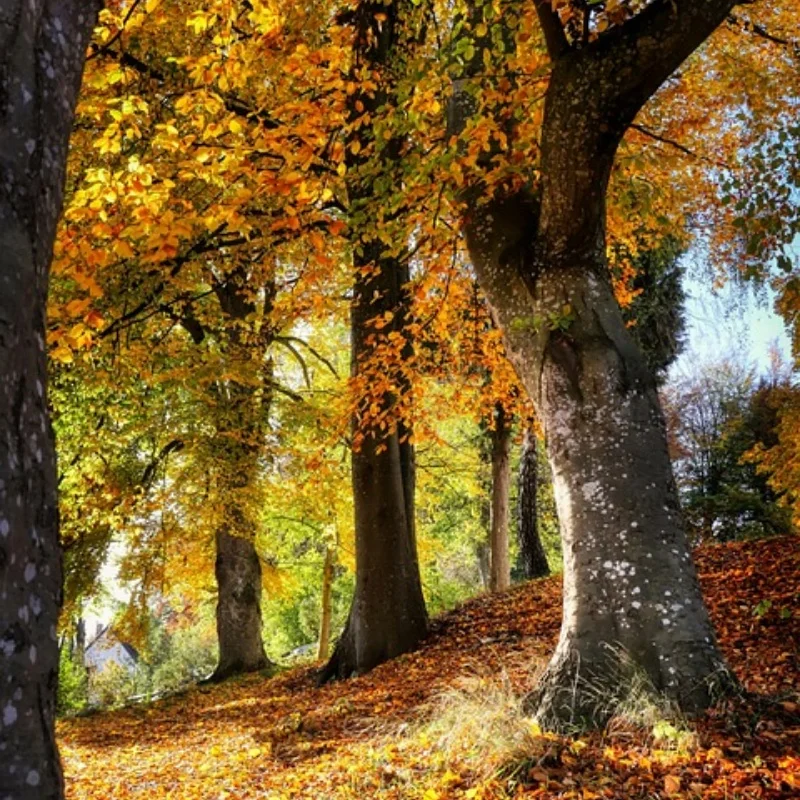 

4 шт. 1,0 "металлические колесные диски с ЧПУ для 1/24 RC гусеничного автомобиля, осевой SCX24 90081 AXI00002 Болт Chevrolet B-17 Betty