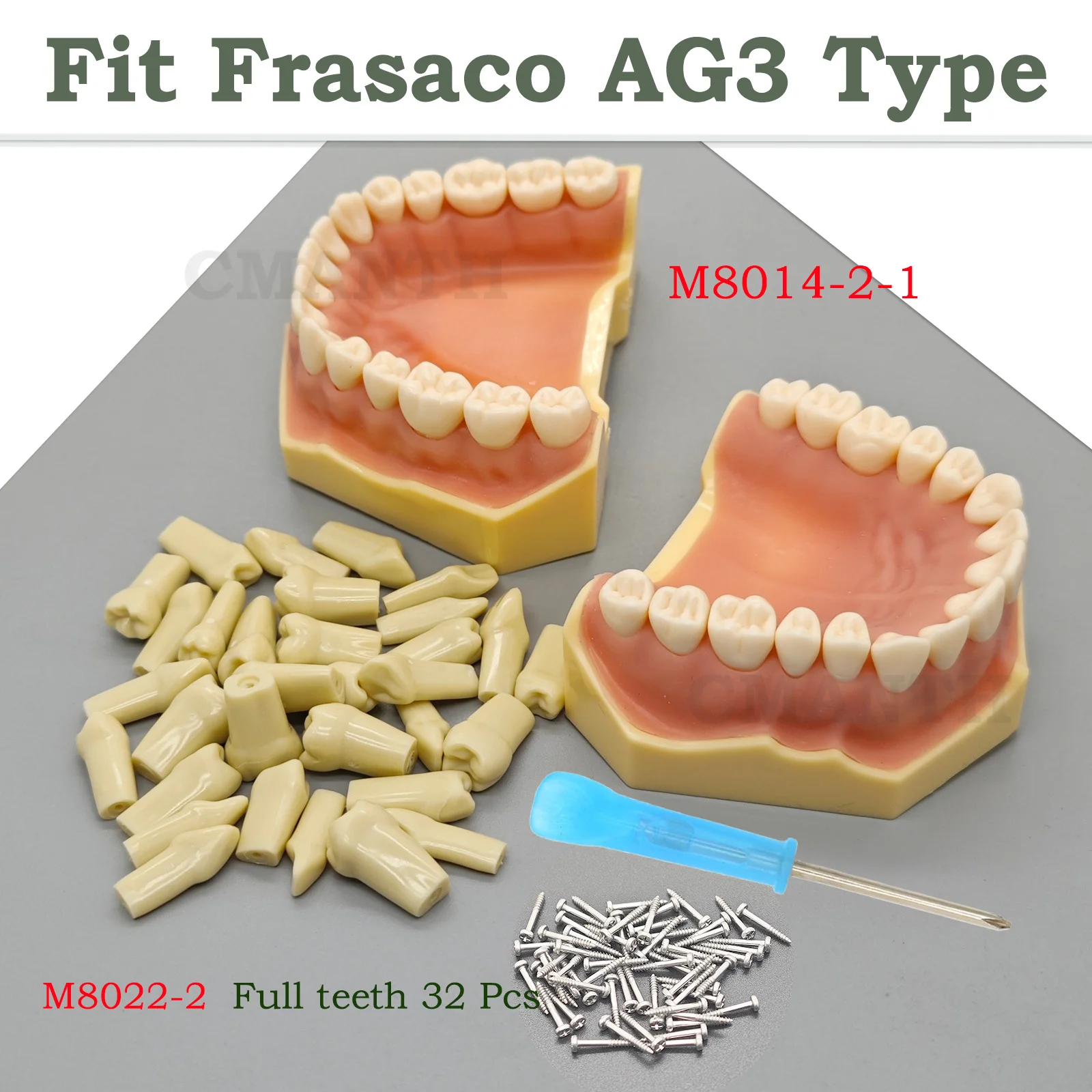 Fit Frasaco AG3 Typodont Dental Teeth Model Replacement Tooth Screw-in Practice Filling Soft Gum Gingivae Teeth Training Teach