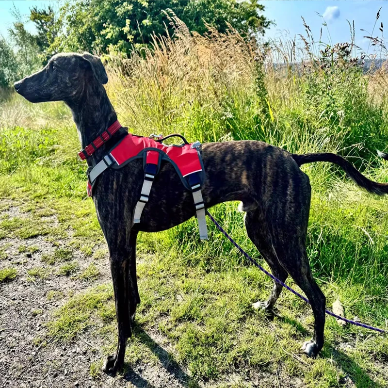 

Adjustable Reflective Harness for Medium and Large Pets, Waterproof Oxford Fabric Accessory for Training and Running,adjustable