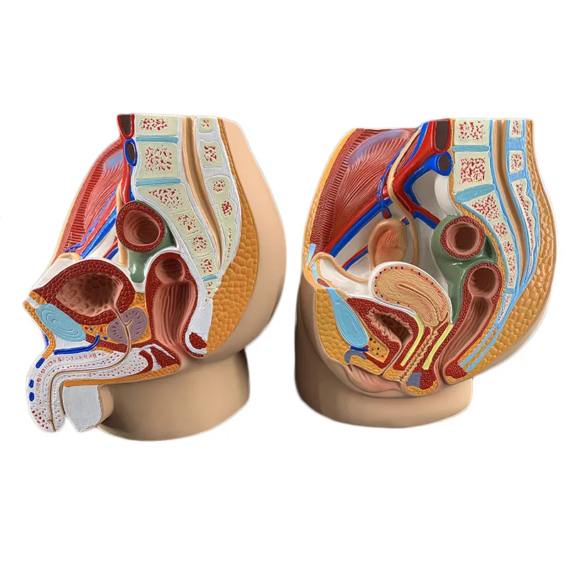 Male and Female Pelvic Sagittal Anatomical Model,Reproductive Organ,Male and Woman's reproductive System Uterine Mannequin AT380