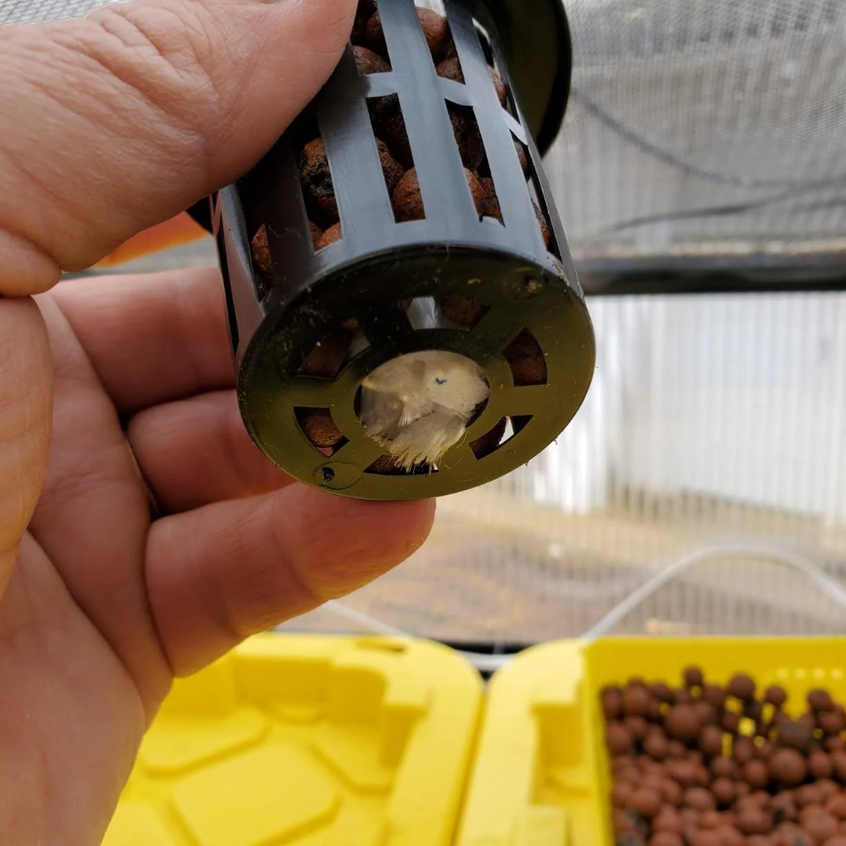 سلة إناء شبكية للزراعة المائية ، بساتين الفاكهة المائية ، شبكة مشقوقة ، مرشح شفاه عريض ، نبات ، من من عبوة