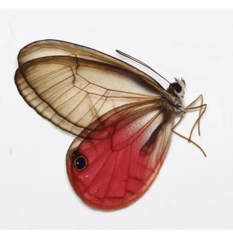 Real Blushing Phantom Cithaerias Pireta Butterfly Handmade Artwork DIY Material Home Decor Unique Craft Gift