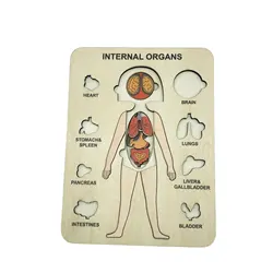 Wooden Human Body Puzzle Human Body Parts Jigsaw For Kids Ages 3 Preschool Game For Learning Human Body Girl