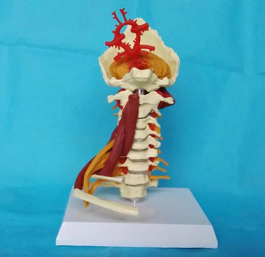 

Cervical spine Carotid artery Intervertebral disc and neural teaching model