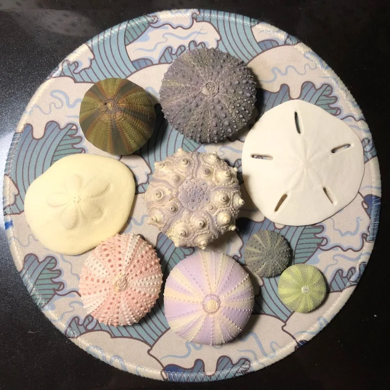 IKIMON Gashapon Marine Organism Magnet Gacahpon NTC Illustrations Echinodermata Nudibranch Pendants Sea Urchin Capsule Toy