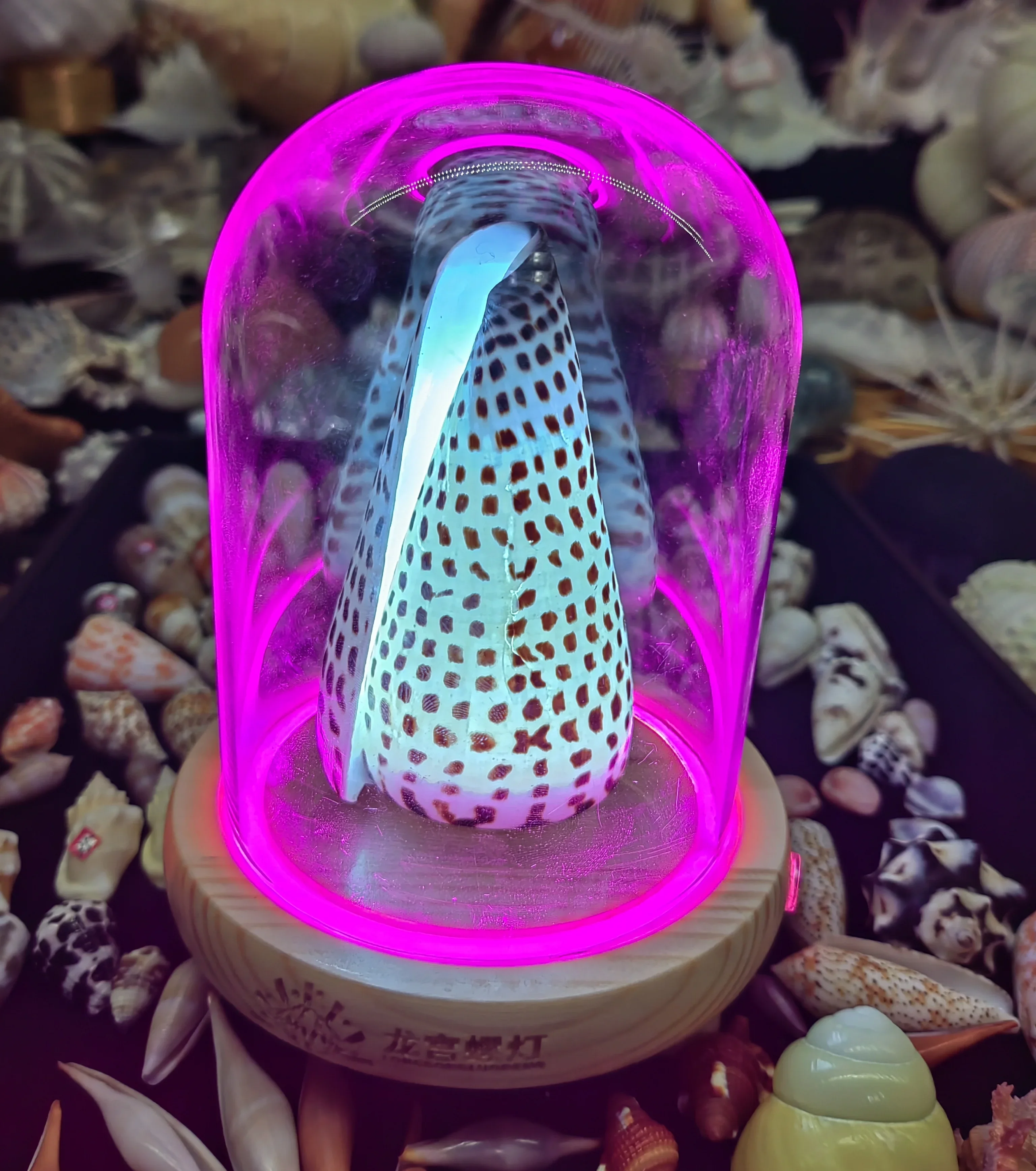 Natural Conch Advanced Color Changing Touch Charging Conch Seashells Night Light Handmade