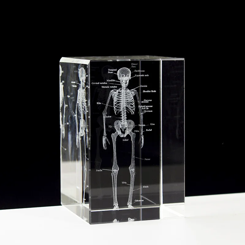 Crystal 3D Laser Engraved Human Anatomical Skeleton Cube Model Statue Paperweight Anatomy Mind Neurology Medical Science Gifts