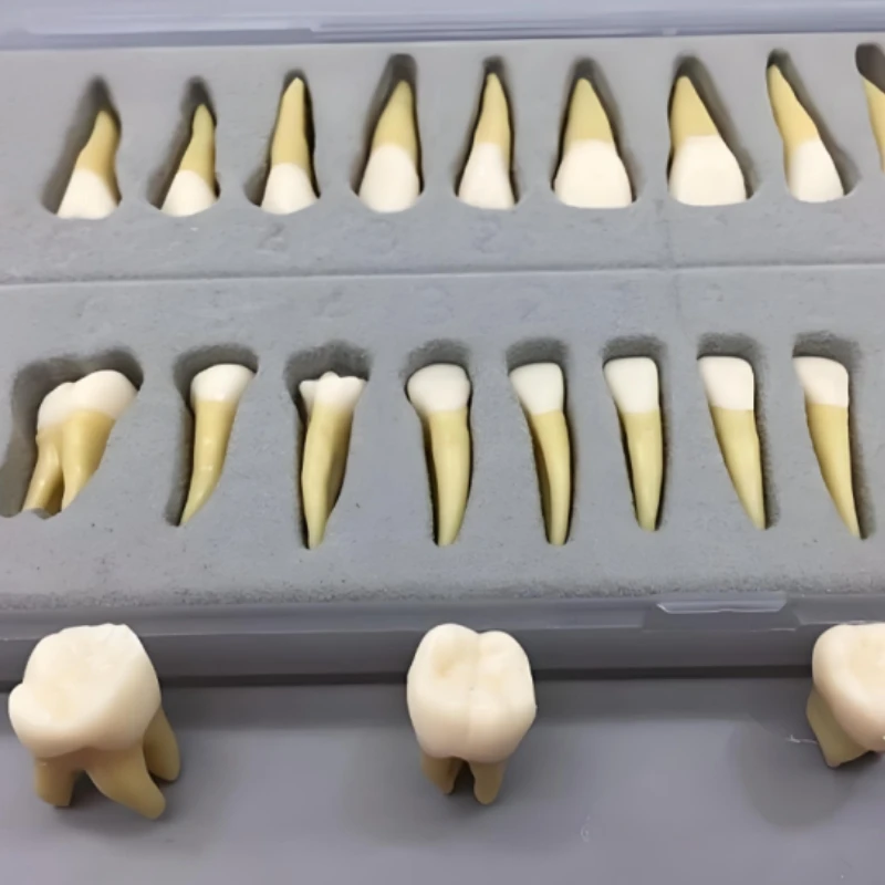 

Стоматологическая модель постоянных зубов, имитация изолированного верхнего и нижнего зуба с полным ртом для демонстрации, обучения