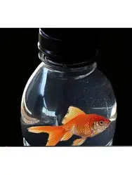 2 Pcs/Lot Fish In A Bottle Magic Tricks,Mentalism,Stage Magic Props, Illusions,Close-Up,Comedy,Street,Magia Toys,Classic,Joke