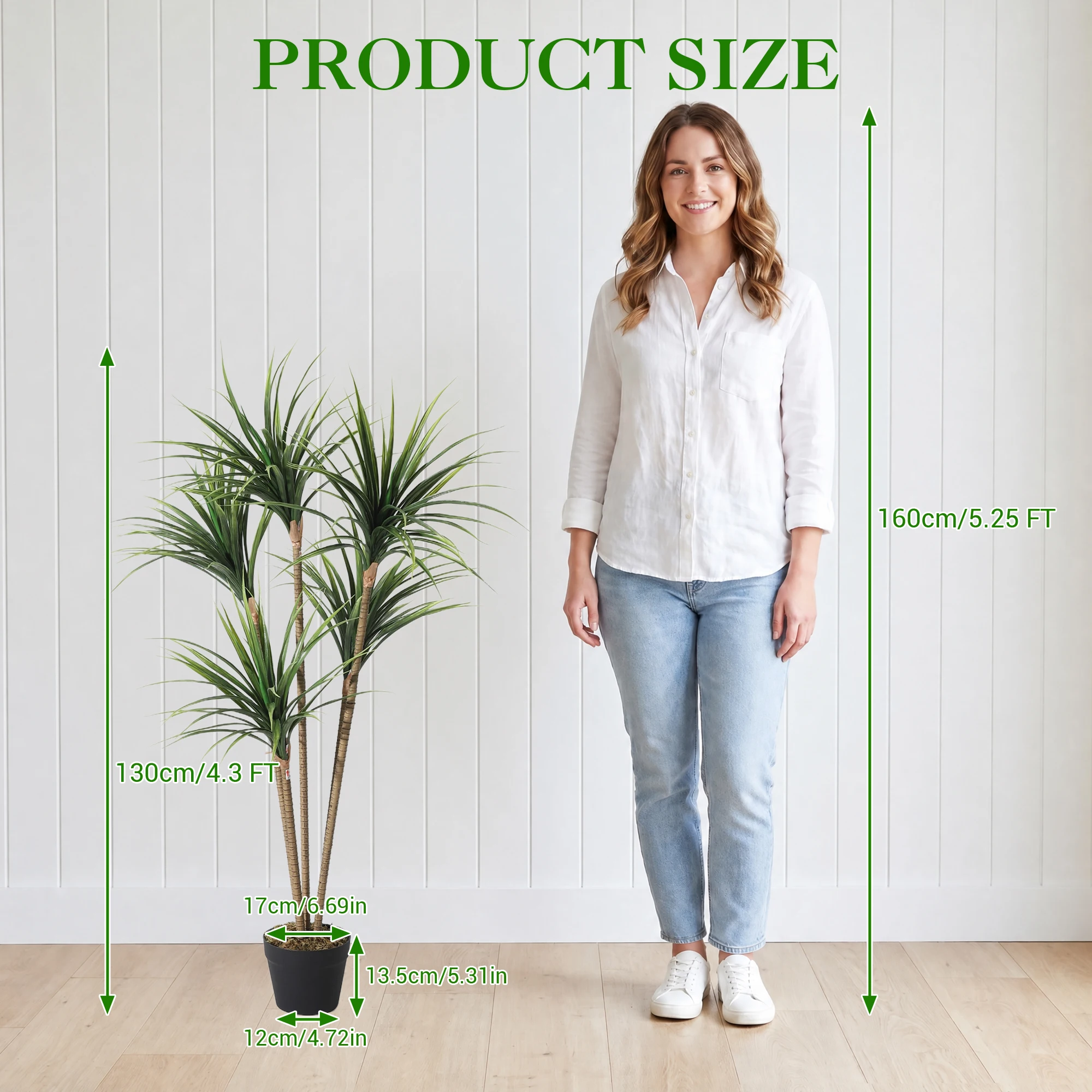 ต้นดราเคน่า แมร์จินาตา ปลอม ขน - Dracaena Marginata บทวิจารณ์และราคา