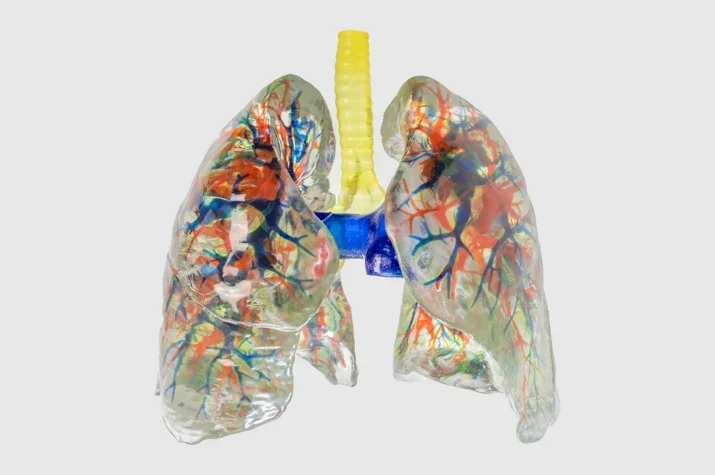 Digihuman Anatomy Human Lung Model for Anatomy Learning Anatomical Education Teaching Tools