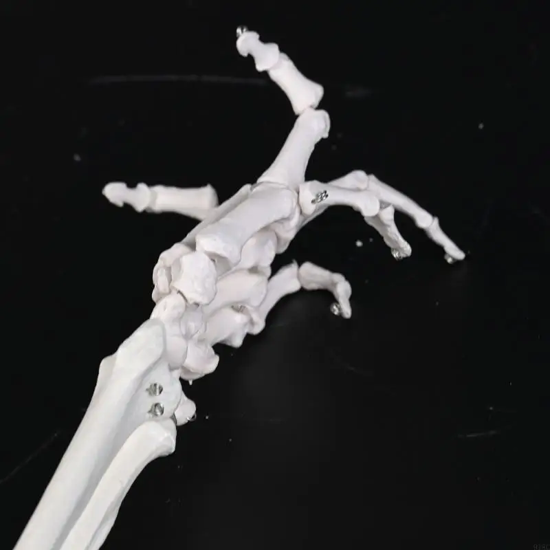 detailed-upper-limb-anatomy-model-suitable-for-clinical-students-and-educators