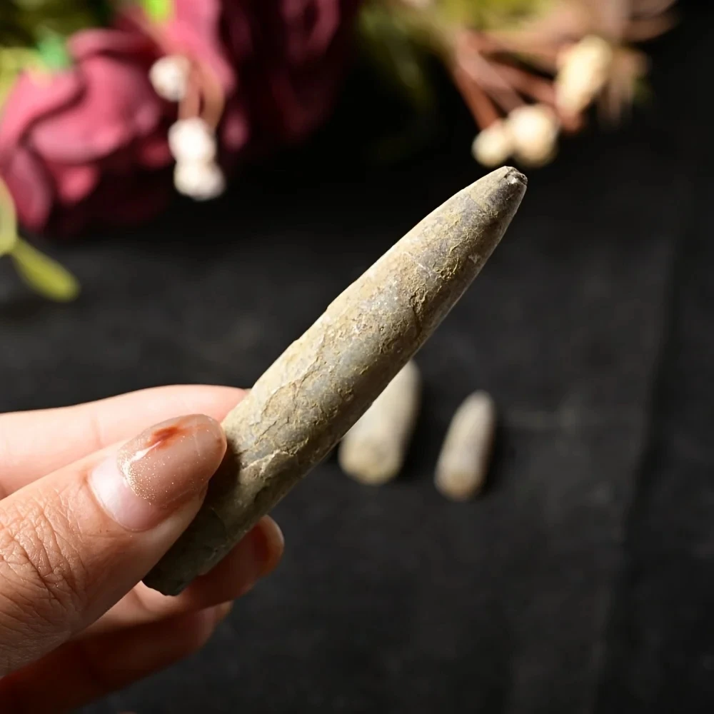 1pc Belemnite Specimen Natural Stone, Boho Style, Perfect for Home Décor and Unique
