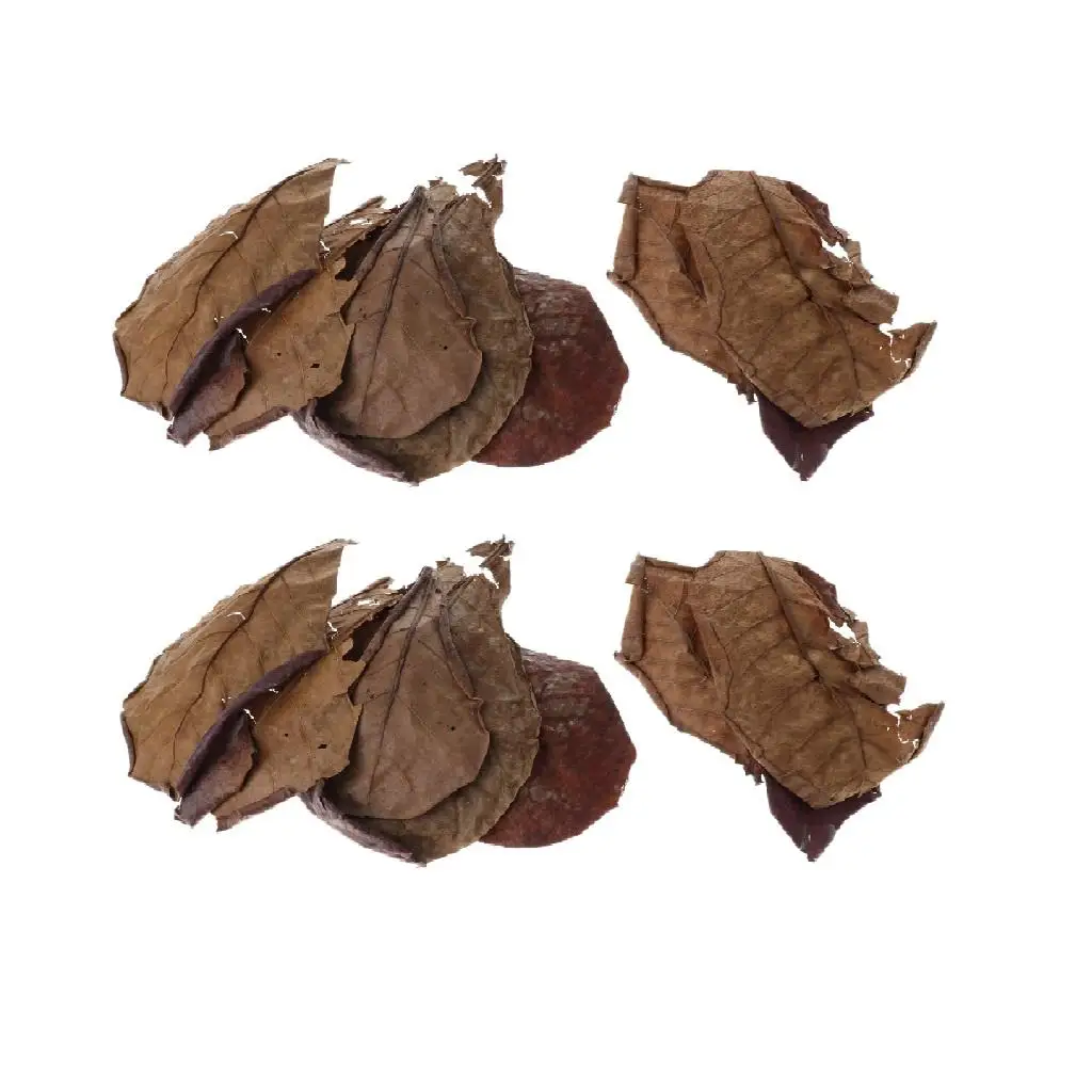 Indian Almond Catappa Leaves Anti-fungal Beneficial Leaf Lower Ph for Shrimp Betta Fish Breeding Aquariums
