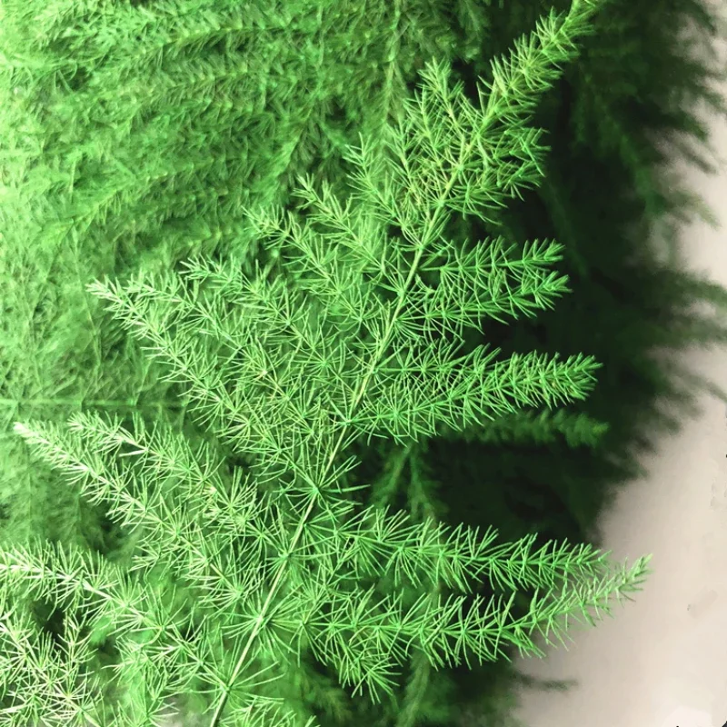 4-5cm/12pcs,Nature asparagus fern pressed leaves,real plant DIY photo frame dripping phone case Christmas greeting card bookmark