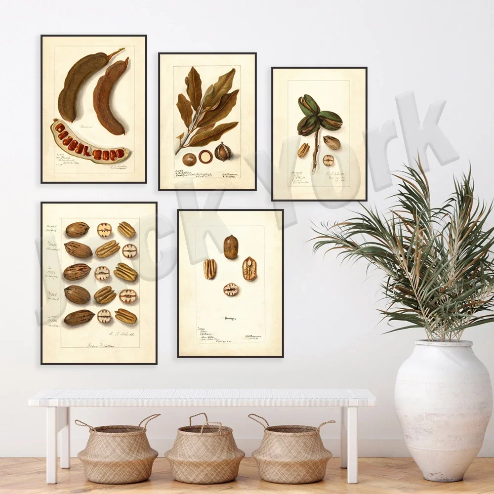 Botanical print, vintage pecan fruit print, pecan, macadamia nut print, nut poster, tamarind tree poster, kitchen wall decor