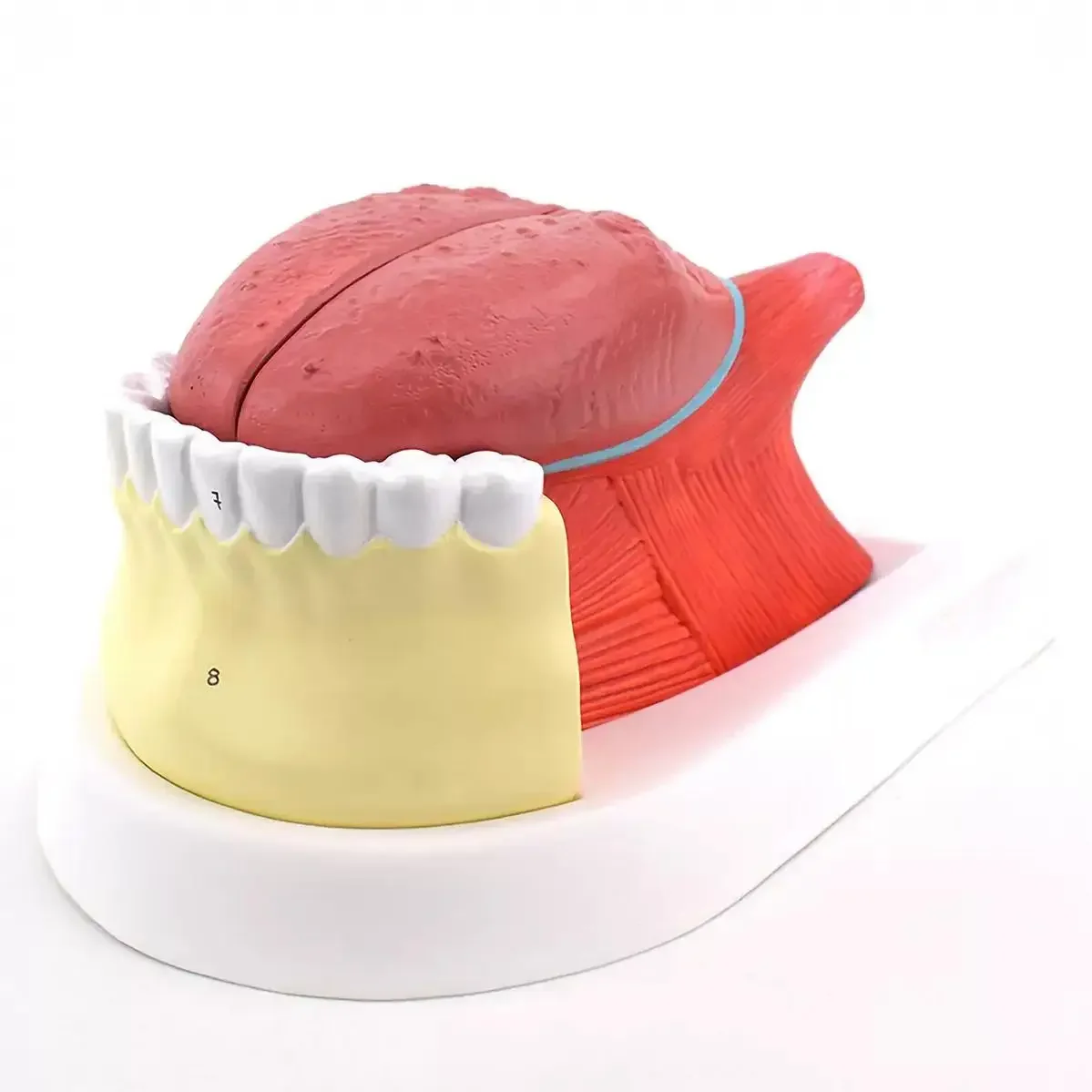 PVC Human 4 Parts 2.5x Larger Tongue with Teeth Model Medical Anatomical Models Teaching