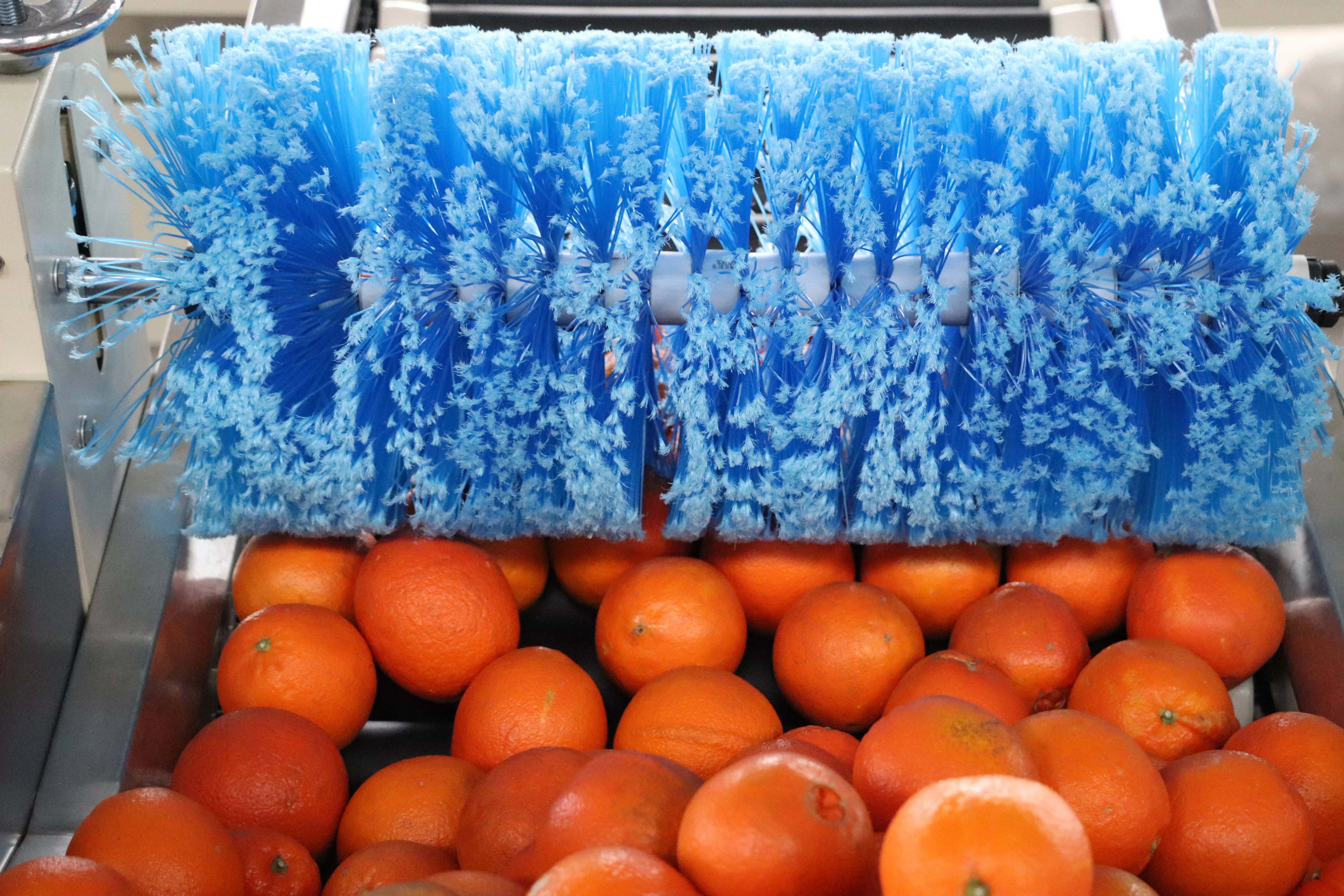 Selezionatrice multipista intelligente per agrumi di diametro medio di frutta Nucleo del motore dell'attrezzatura per macchine agricole