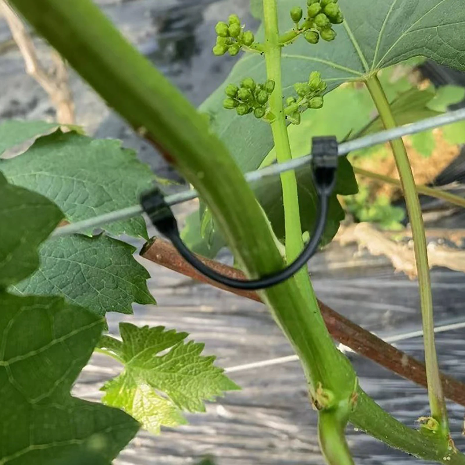 Amarre o gancho para videira, suporte de escalada, suporte de escalada, para amarrar videira, kiwi, pepino, tomate, caule, para ramo de frutas,