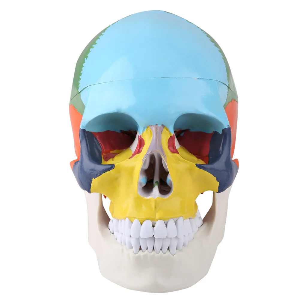Medical Teach Instrument Coloured Adult Human Skull Anatomical Model with Identification Card
