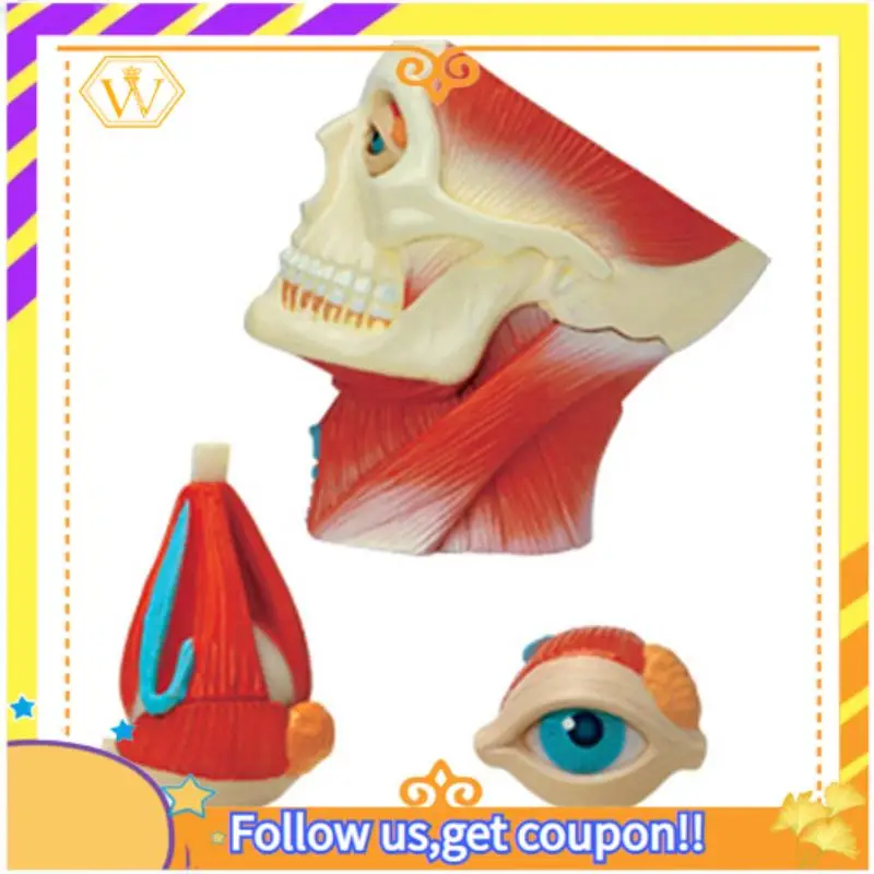 Latest--Torso Human Body Model Education Head Muscles Nerve Organs Model For Student Teaching Study Assembling Model