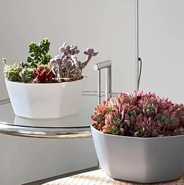 Plastic Container for Succulents Embodying Nordic Design Discipline and Practical Drainage Integration for Home Spaces
