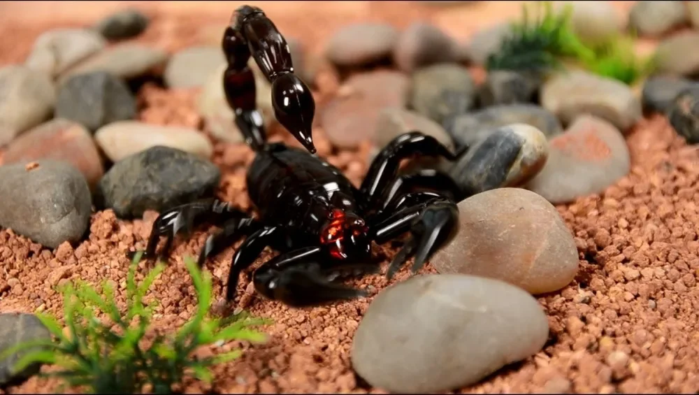 Truco electrónico para mascotas, escorpión de simulación RC, juguete robótico de broma de insectos, escarabajo, control remoto, bromas prácticas de animales inteligentes