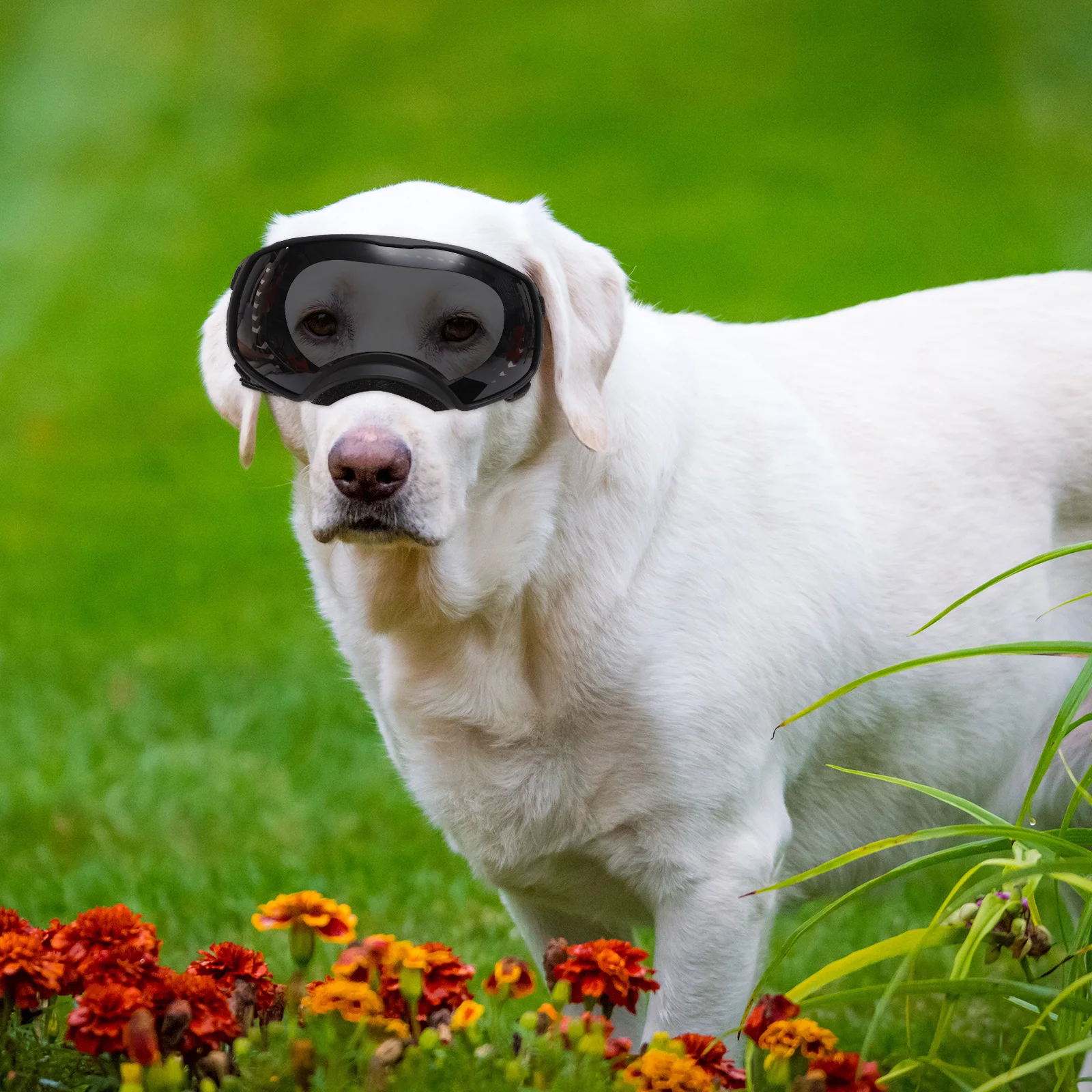 

Medium Large Dog Goggles Windproof Pet Glasses Uv Protection Nylon Belt Outdoor Goggles for Dogs Dog Glasses Pet Accessories