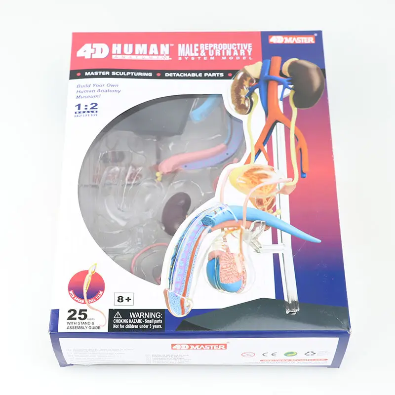 

4D MASTER Educational Toy Human Body Male Reproductive System Organ Anatomy Model Medical Teaching DIY