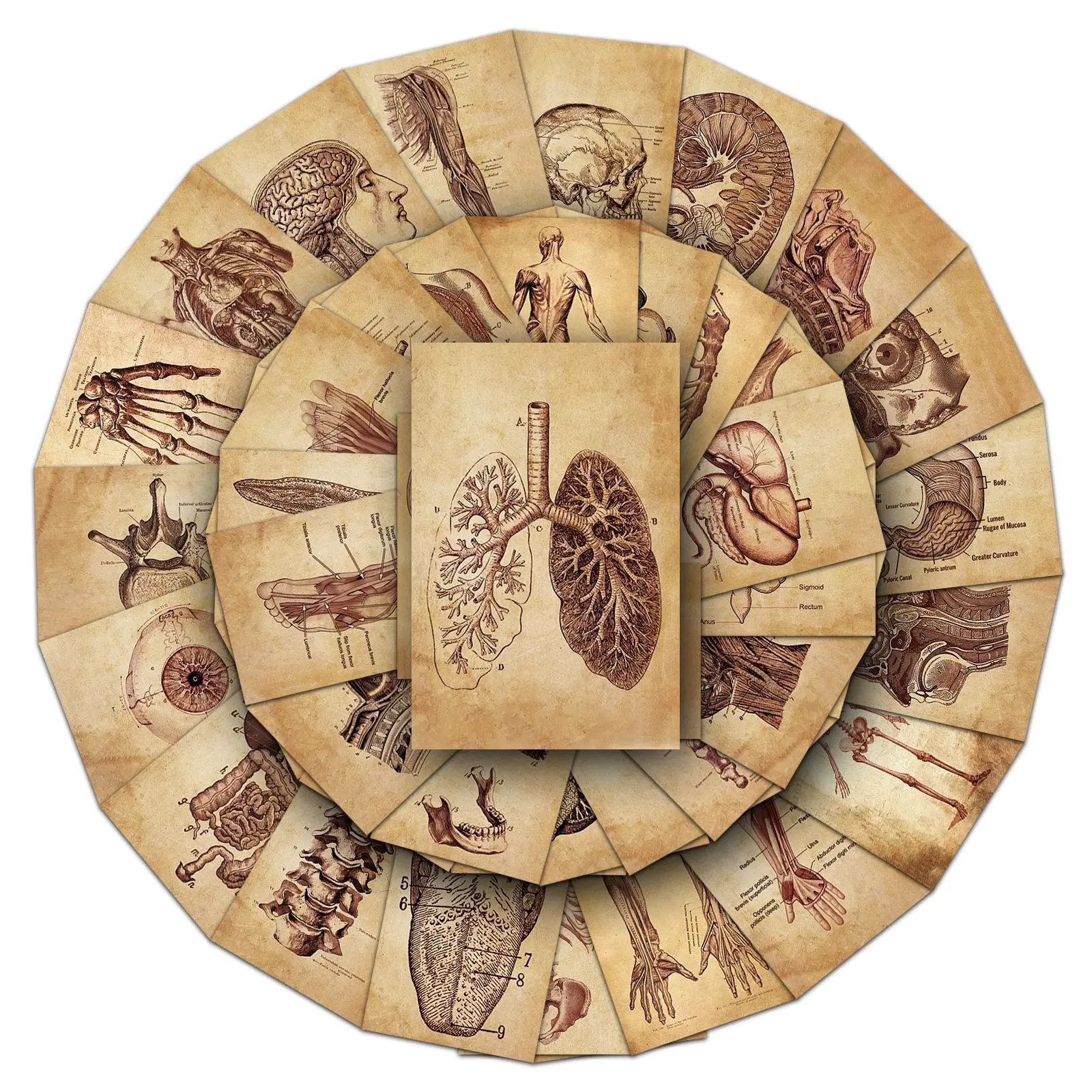 

50PCS Retro Human Anatomy Notes Graffiti Stickers Personalized Decoration DIY Notebook Stationery Box Scrapbook Phone Case