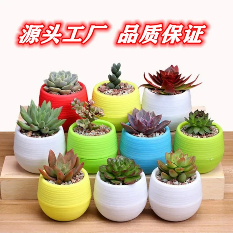 5pcs Mini Teenager Colorful Plastic Flower Pot Cactus Cute Flower Pot Meaty Nursery Girl Flower Pot Planters for Indoor Plants